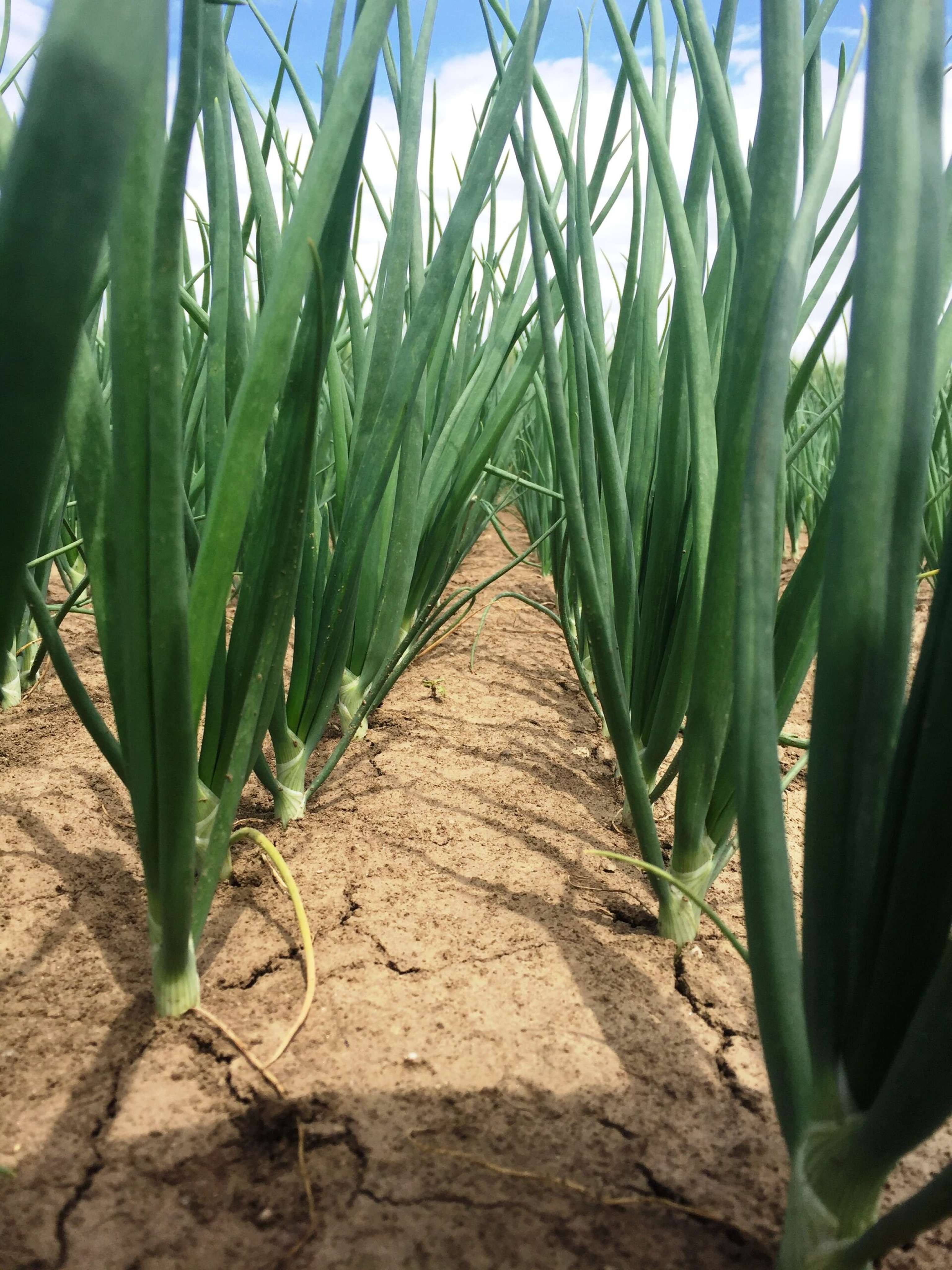 Eine effektive Lösung für den Schutz von Kartoffeln und Zwiebeln