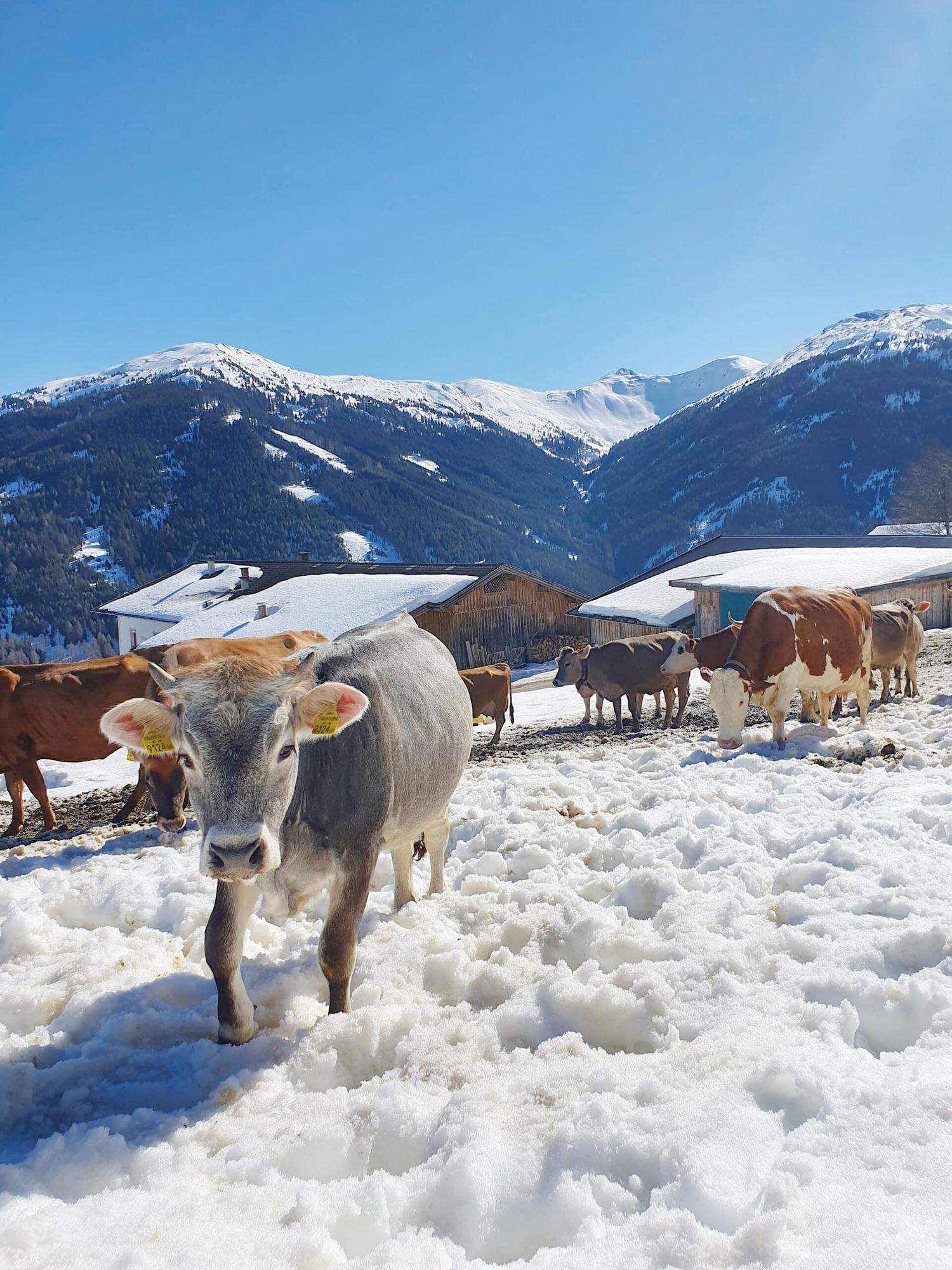 Dass und weshalb die viehhaltende Landwirtschaft in Tirol unverzichtbar und oft alternativlos ist, müsse nach außen getragen werden, meint LK-Präsident NR Josef Hechenberger.
