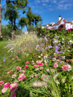 Blühende Wiese am Stadtrand von Schärding