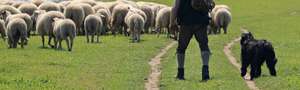 Sheep 2297516 1920 Herdenschutz