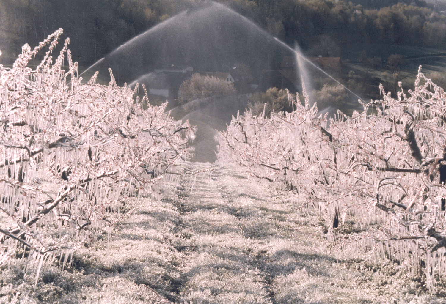 Frostberegnung ist ein Möglichkeit, empfindliche Obst-Kulturen zu schützen. FOTO: LK Burgenland