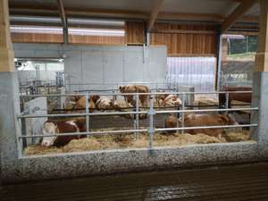 Im neuen Stall der LFS Pyhra steht das Tierwohl an oberster Stelle.