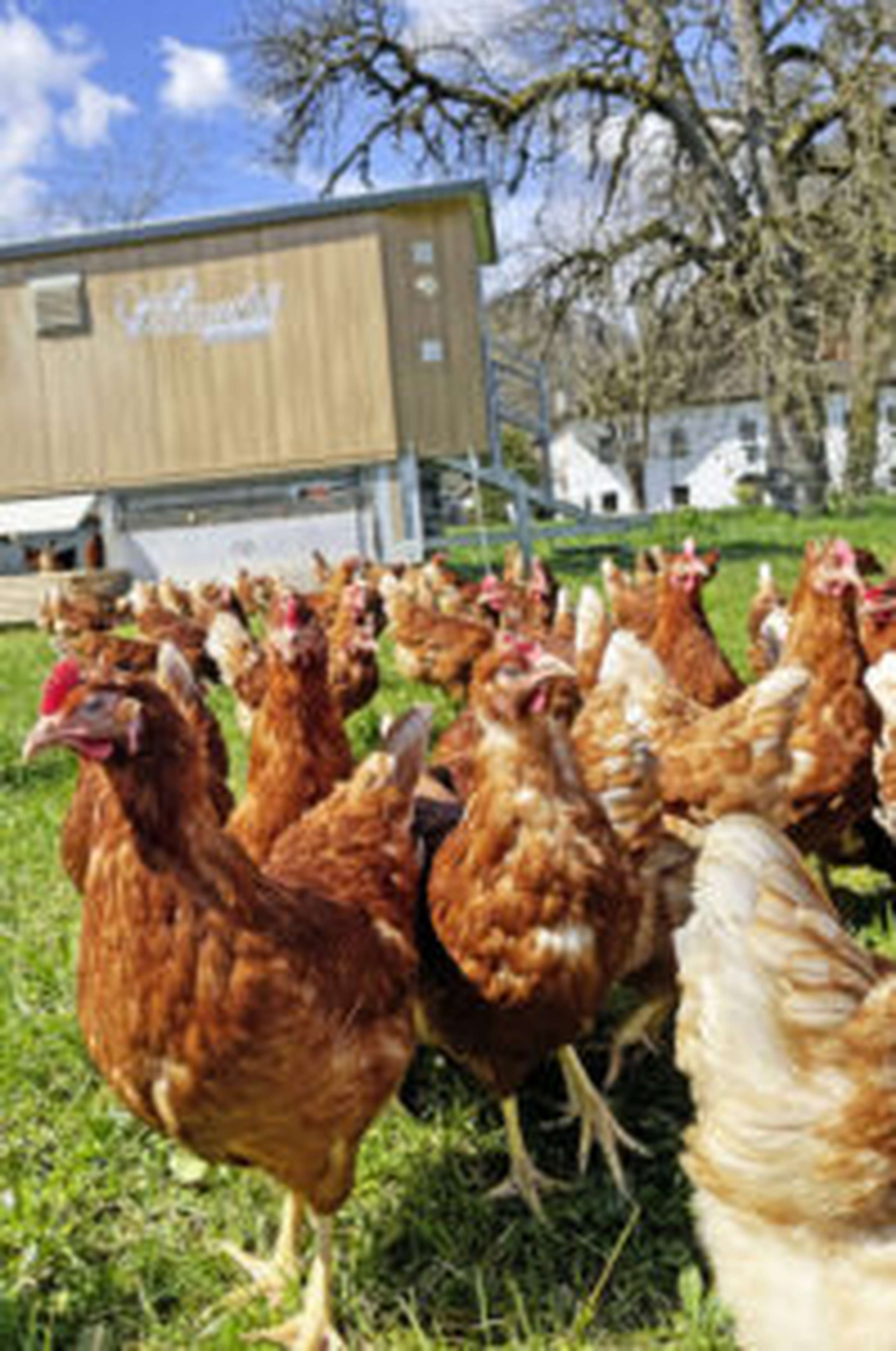 Im Mobilstall finden bis zu 430 Freilandhühner Platz.