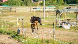 Pferd mit Fliegenschutzmaske steht in einem eingezäunten Bereich auf einem Reitplatz, umgeben von grüner Landschaft und weiteren Pferden.