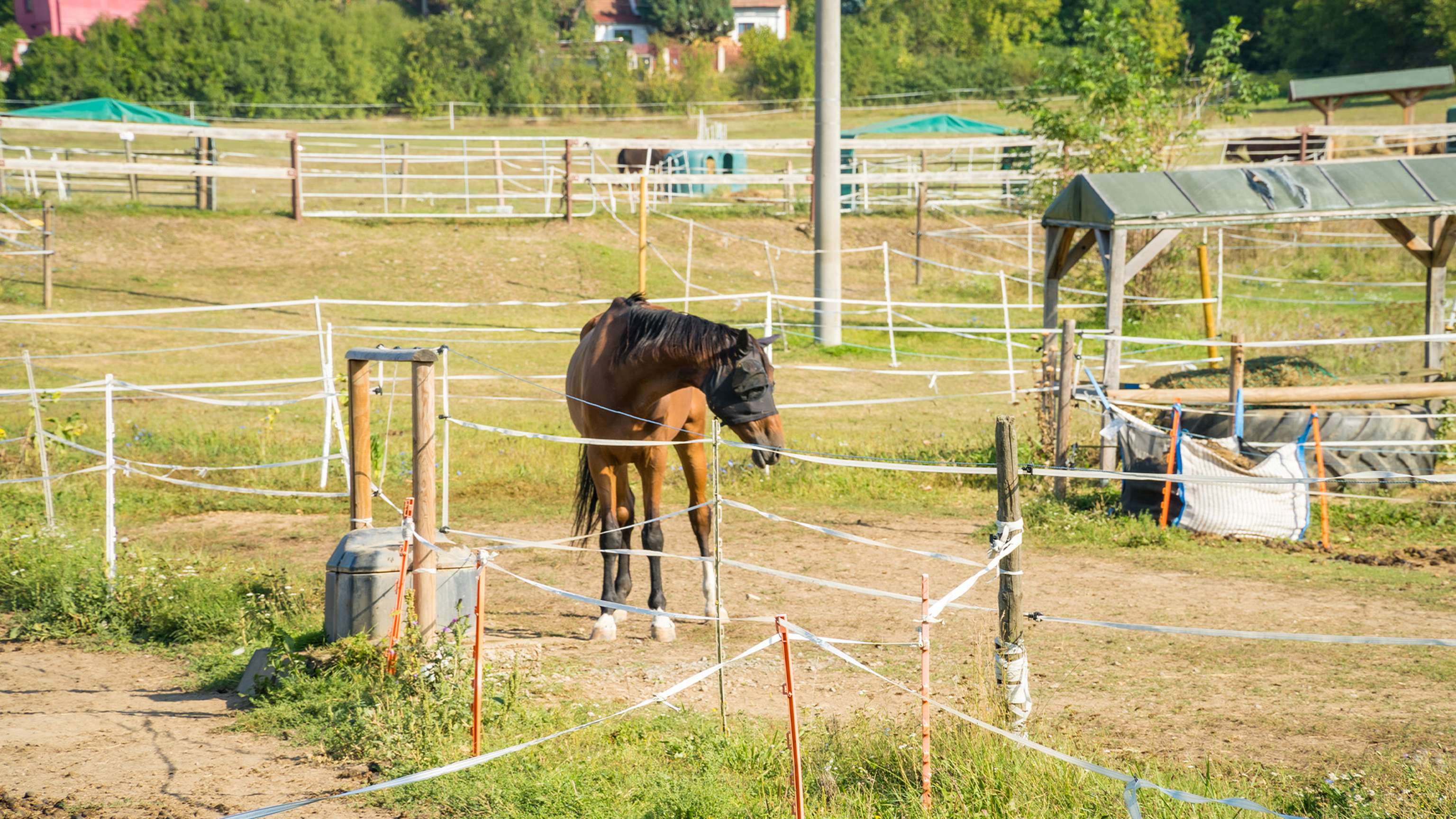 Pferd mit Fliegenschutzmaske steht in einem eingezäunten Bereich auf einem Reitplatz, umgeben von grüner Landschaft und weiteren Pferden.