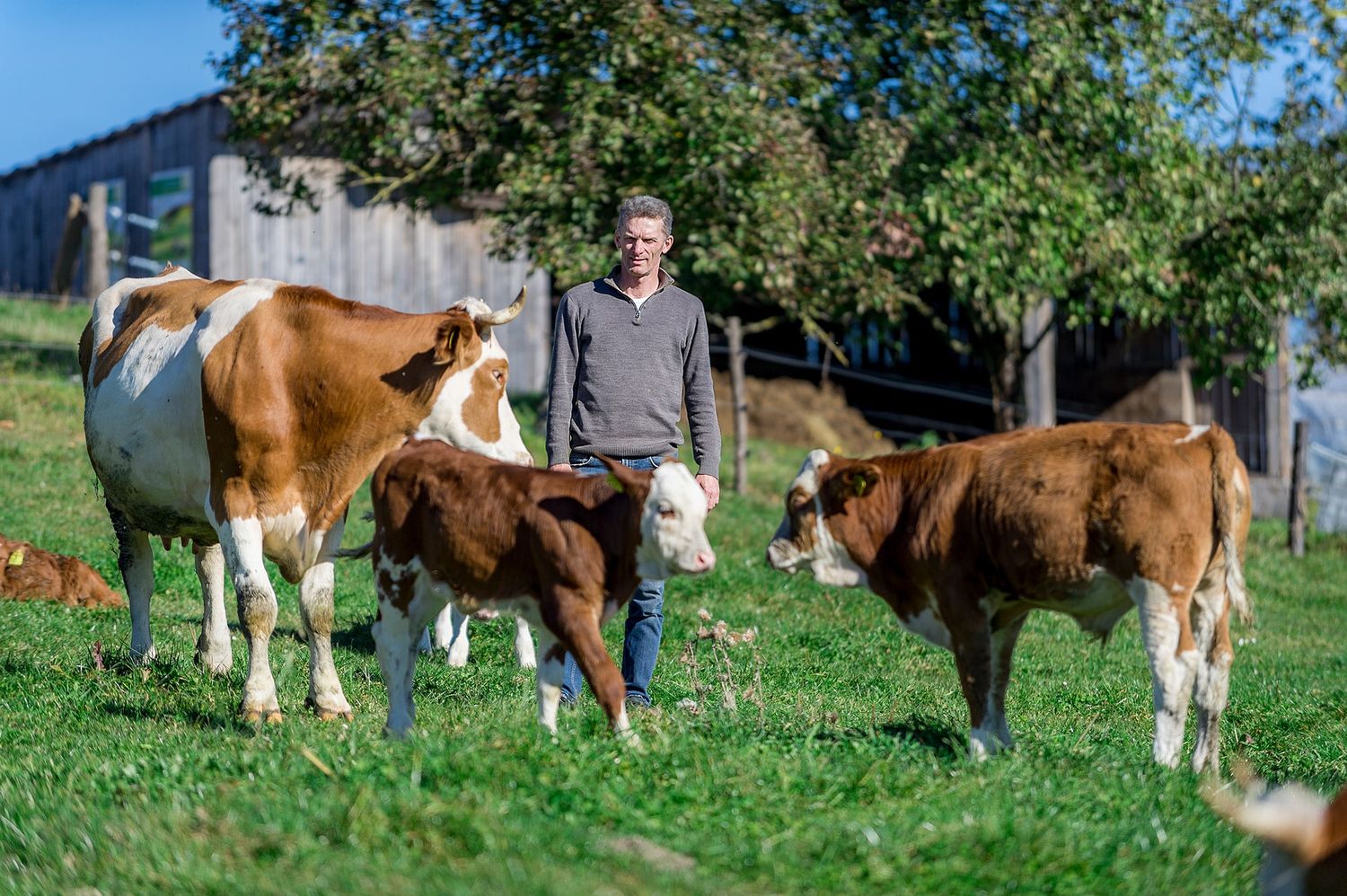 Landwirt Thomas Seyr aus Gutau ist froh, dass seine Kälber am Hof groß werden dürfen und auch der erhöhte Mehraufwand abgegolten wird.
