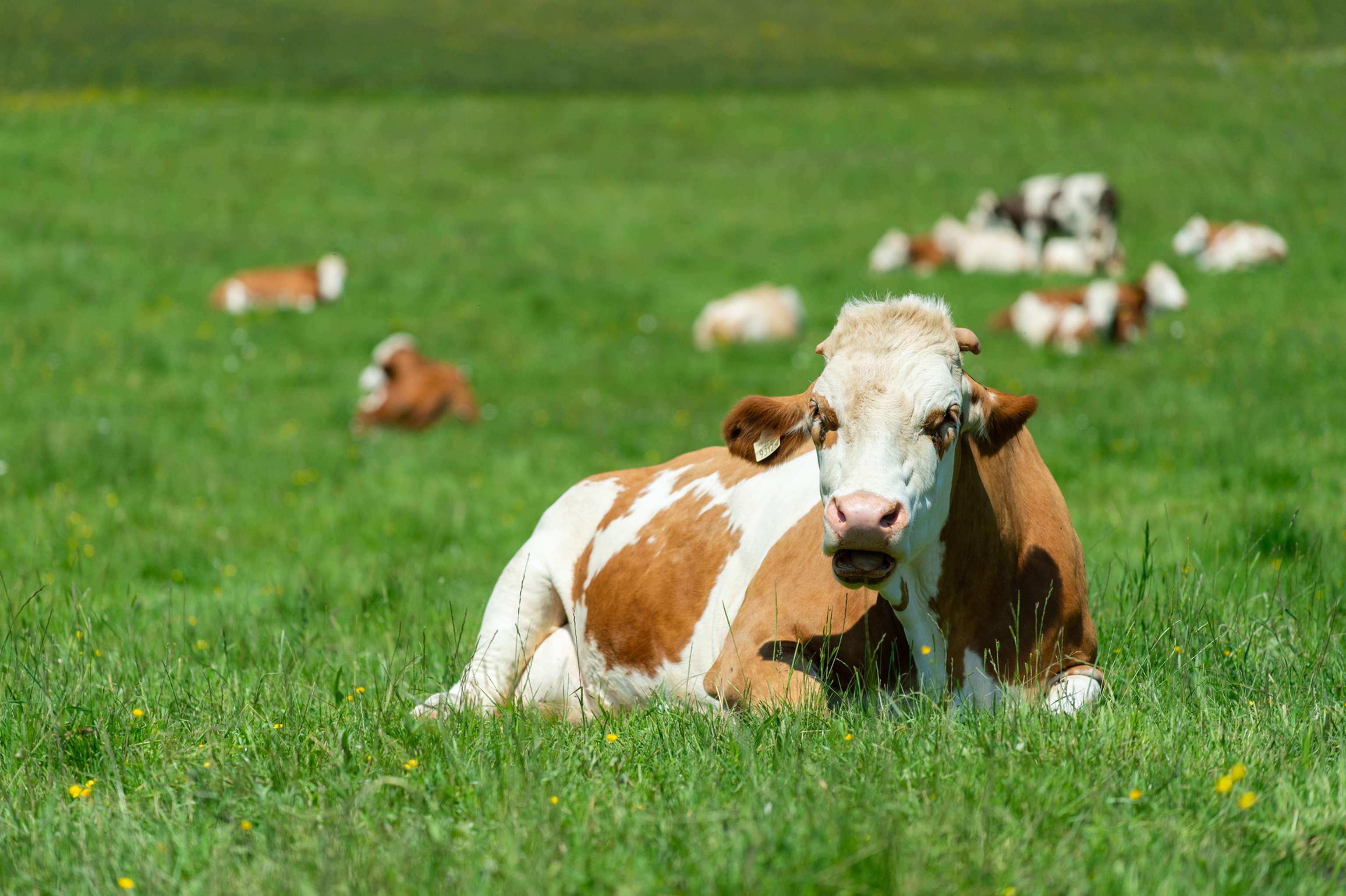 90 Prozent der ARGE-Heumilch-Betriebe lassen ihre Kühe regelmäßig auf die Weide.