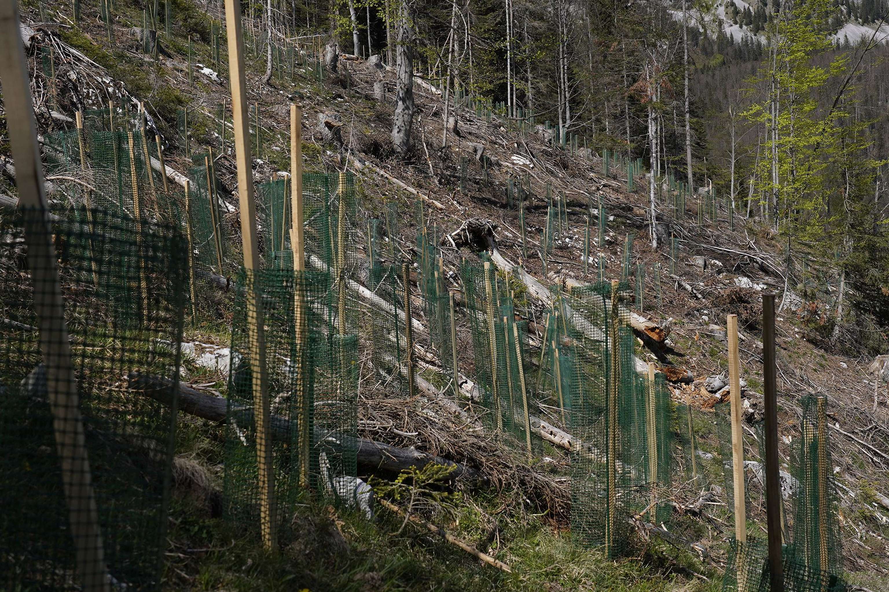 Hang mit jungen Bäumen in Schutzgittern, umgeben von gerodetem Wald und vereinzelten Baumstämmen auf dem Boden.