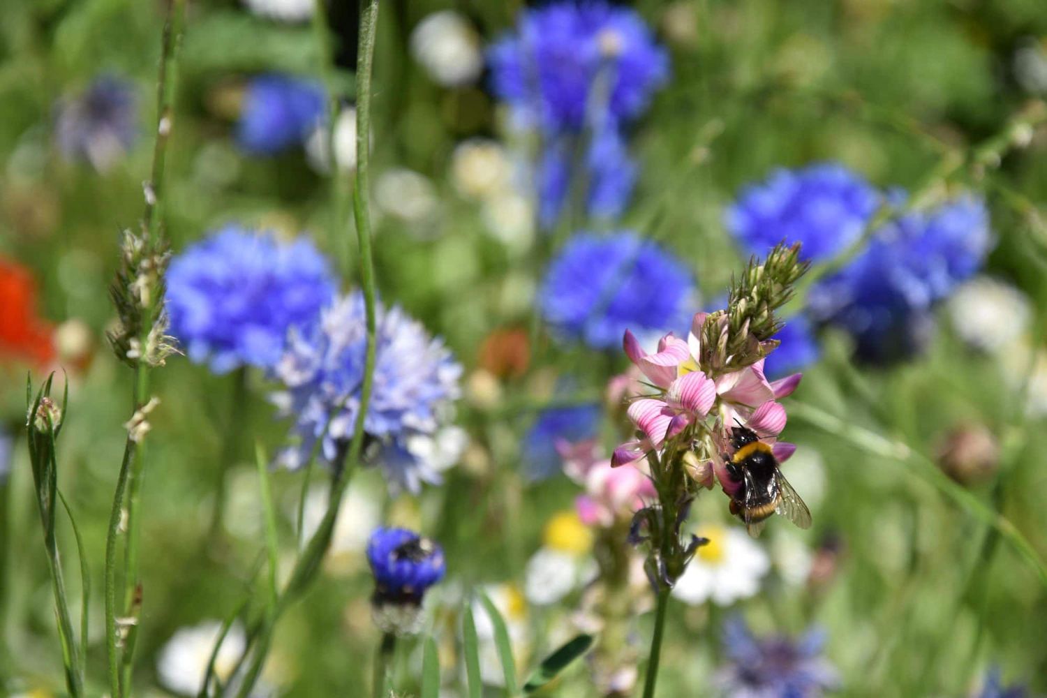 Gehts den Insekten gut, gehts uns allen gut.