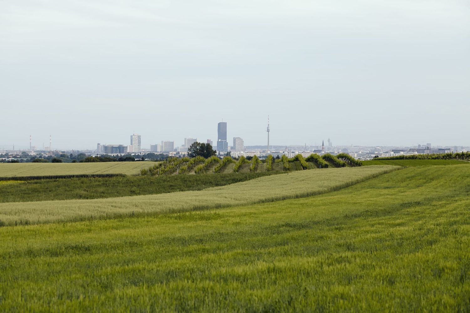 Die Landwirte und Winzer sowie die Gärtner blicken positiv in die Zukunft.