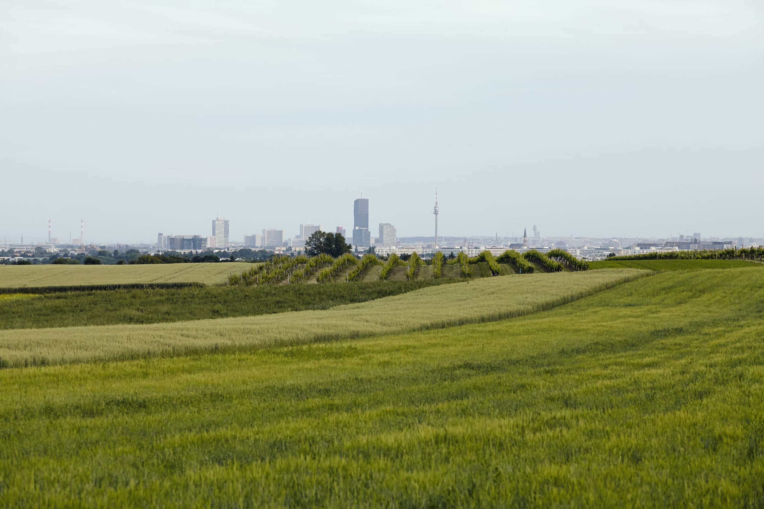 Die Landwirte und Winzer sowie die Gärtner blicken positiv in die Zukunft.