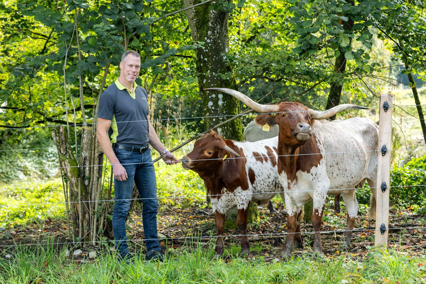 Mann steht neben einem Drahtzaun und streichelt zwei Texas-Longhorn-Rinder in einem grünen Waldgebiet.