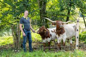 Mann steht neben einem Drahtzaun und streichelt zwei Texas-Longhorn-Rinder in einem grünen Waldgebiet.