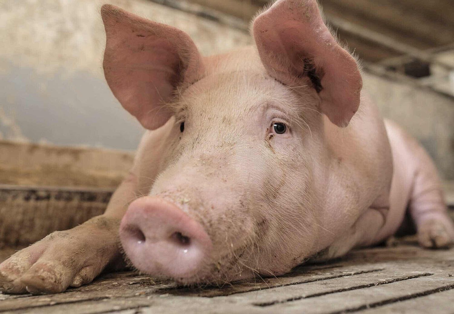 Schwein auf Spalten
