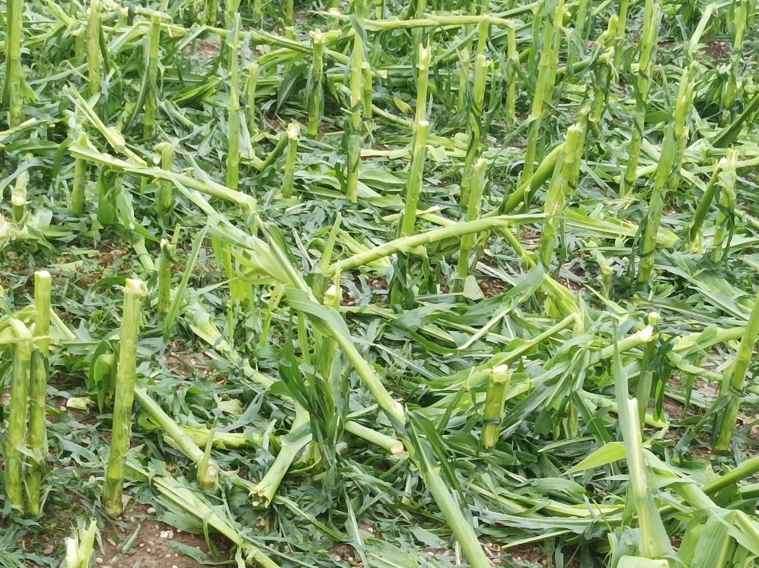 Mais in Wildshut (OÖ) nach dem Hagel