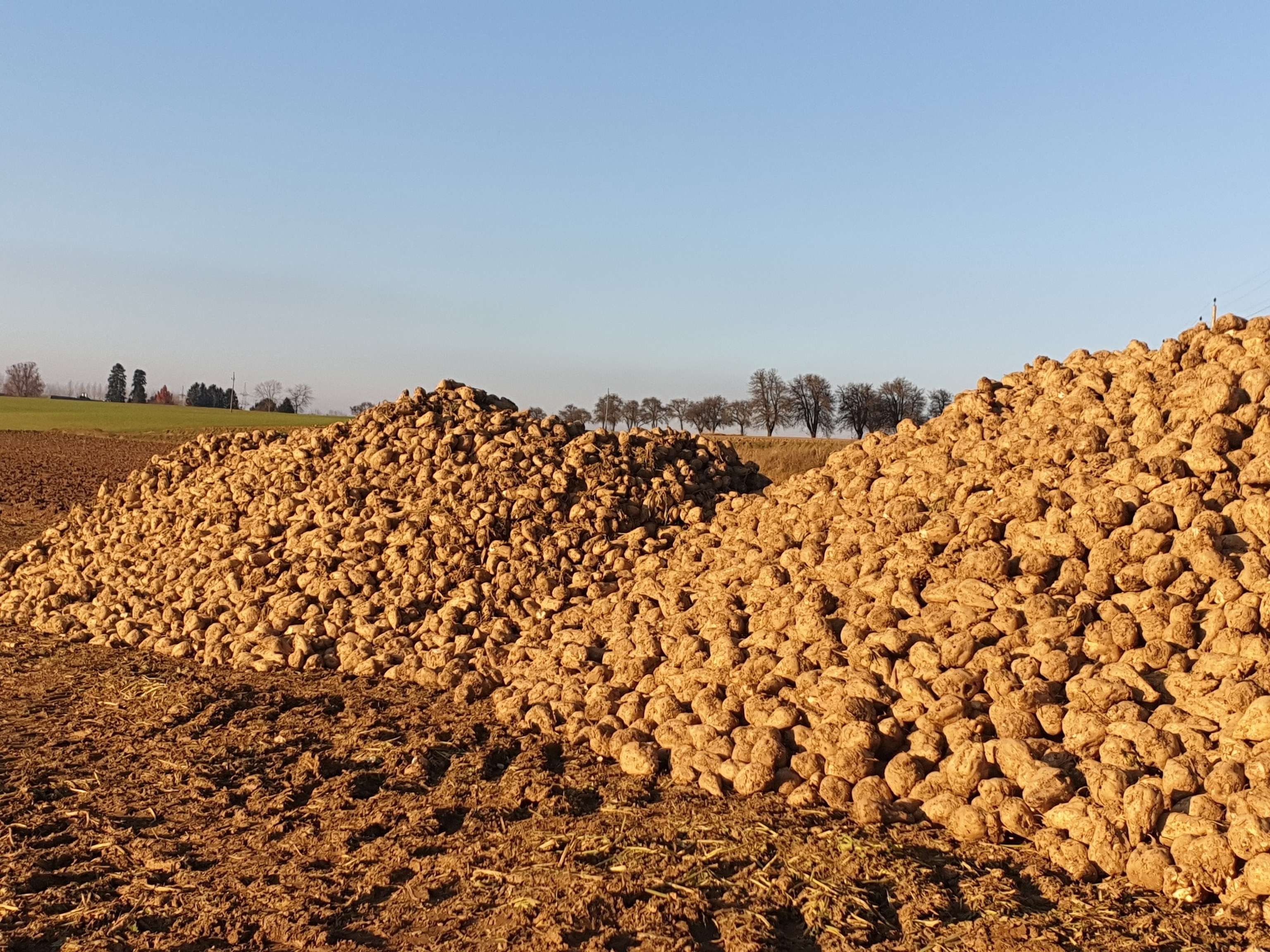Der Großteil der Zuckerrüben ist gerodet und wartet auf die Abholung.