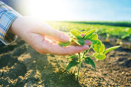 Hand fasst Pflanze an