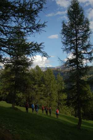 Wandergruppe mit Rucksäcken auf einer grünen Almwiese zwischen hohen Lärchen, mit Bergpanorama und blauem Himmel im Hintergrund.