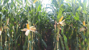 Mit den Maissorten von KWS zum erfolgreichen Anbau 2025.