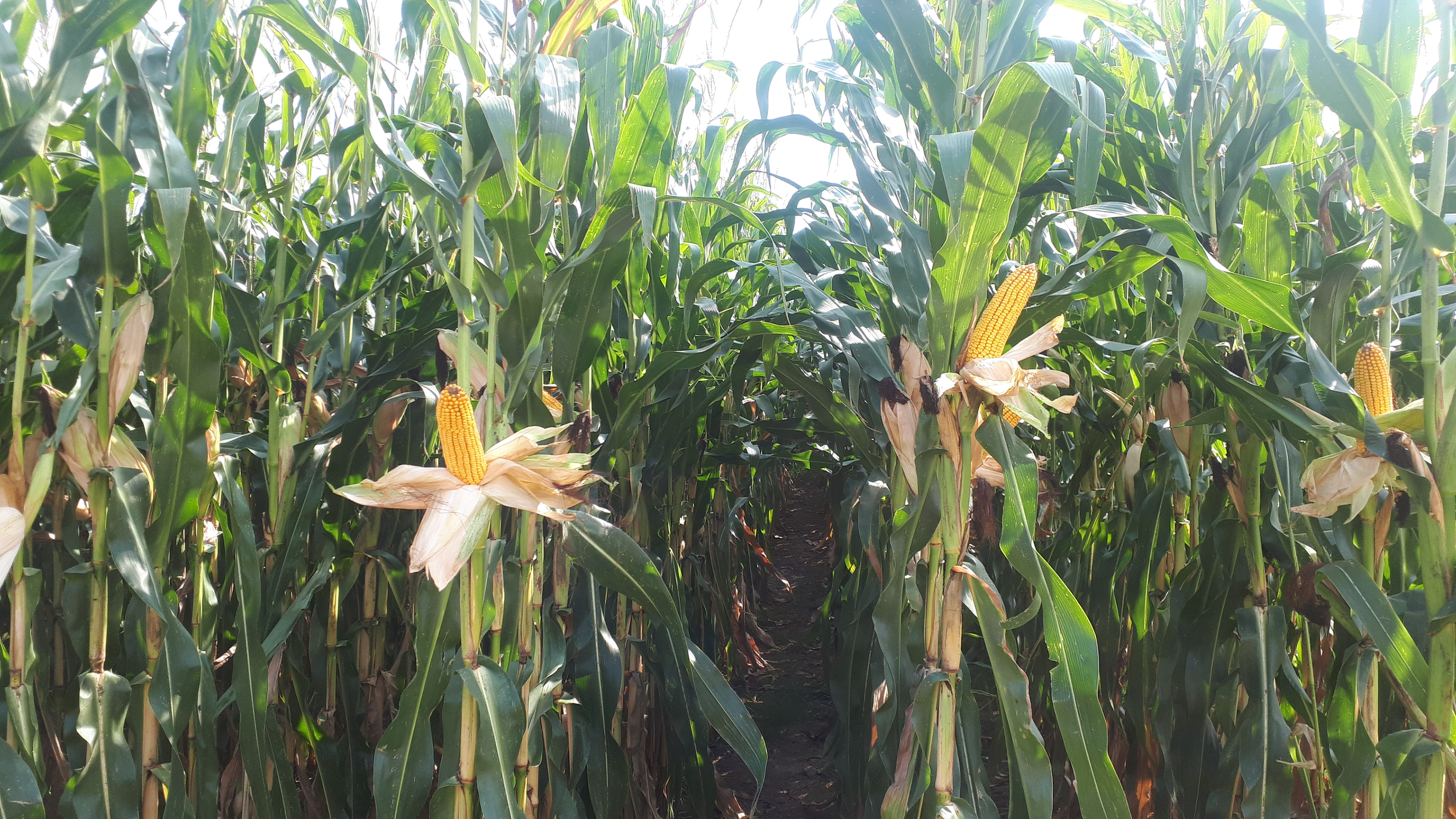 Mit den Maissorten von KWS zum erfolgreichen Anbau 2025.