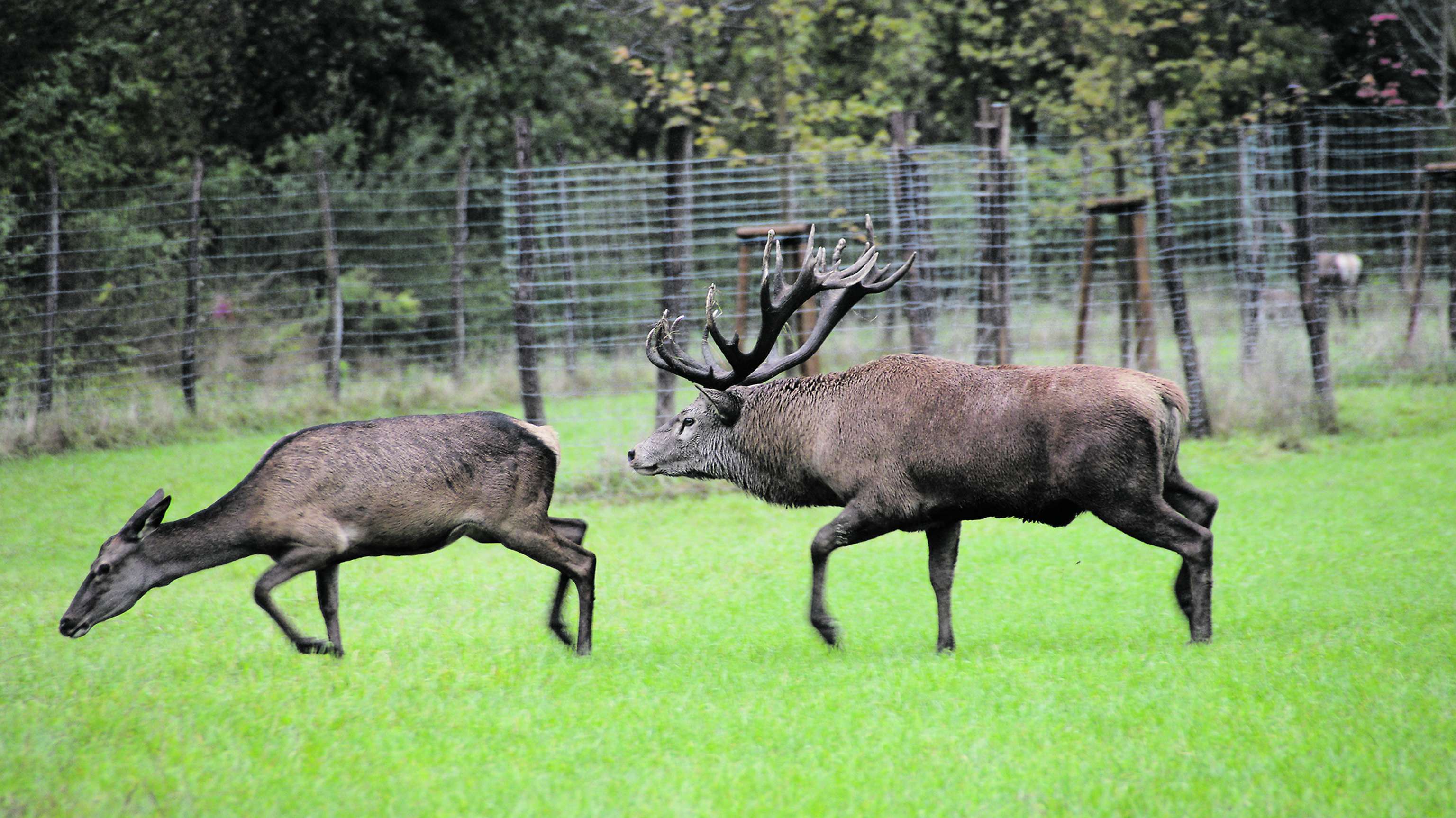 Zwei Rotwild-Tiere im Gehege