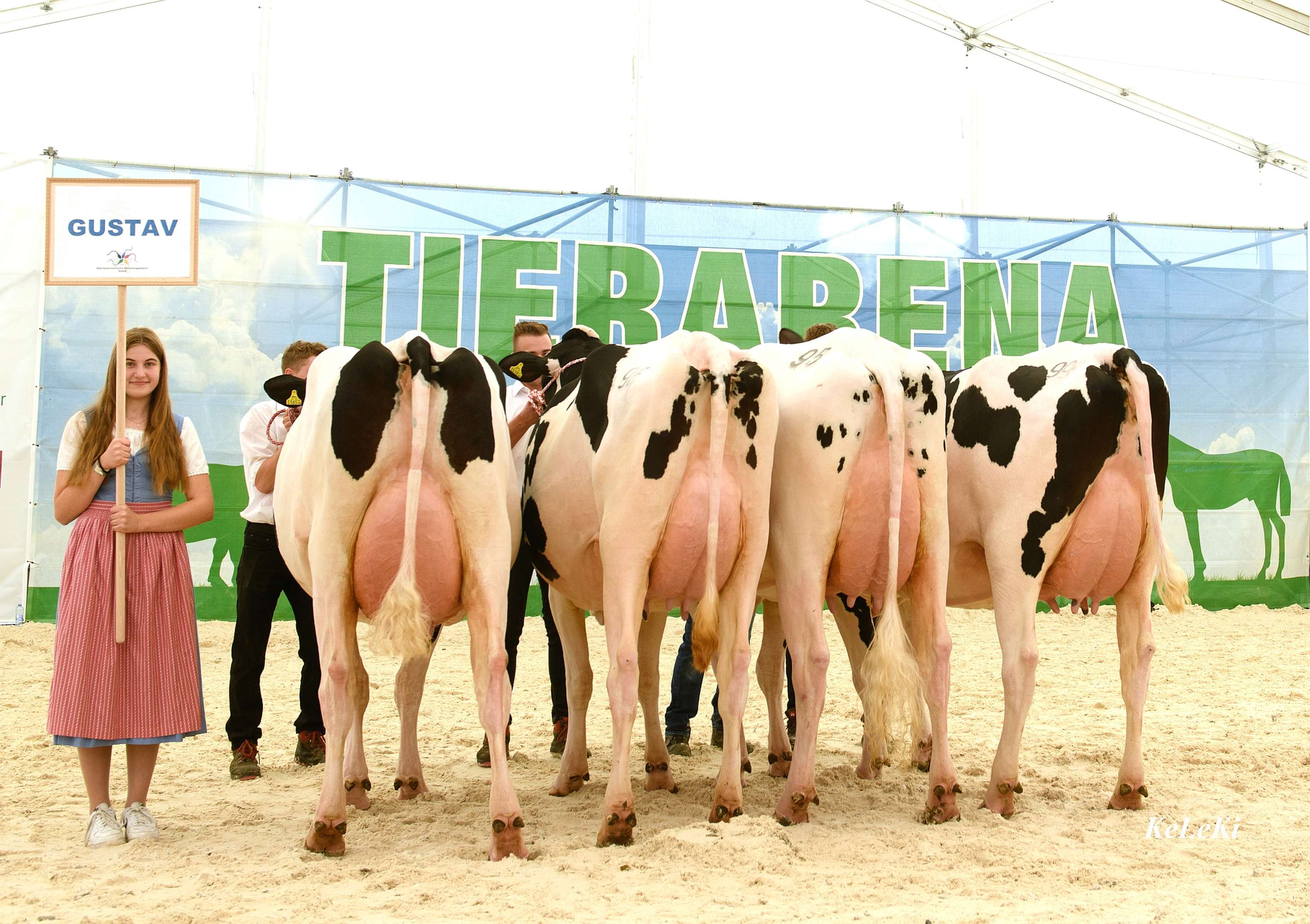 Vier Milchkühe stellen ihre Euter zur Schau.