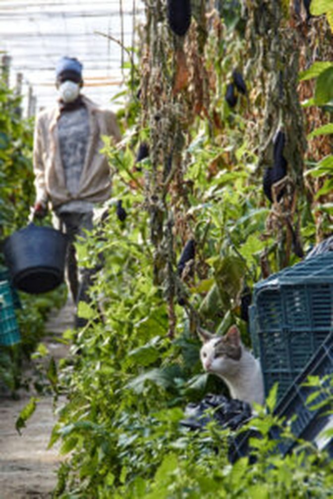 Oft illegale Migranten ausgebeutet als Erntehelfer.