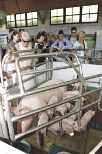 Schweinehaltung im Fokus