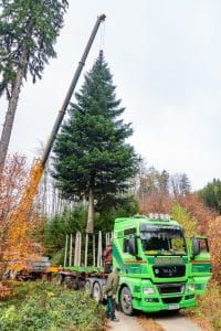 Die Tanne aus dem Revier Paradies wird auf den Holztransporter verladen.
