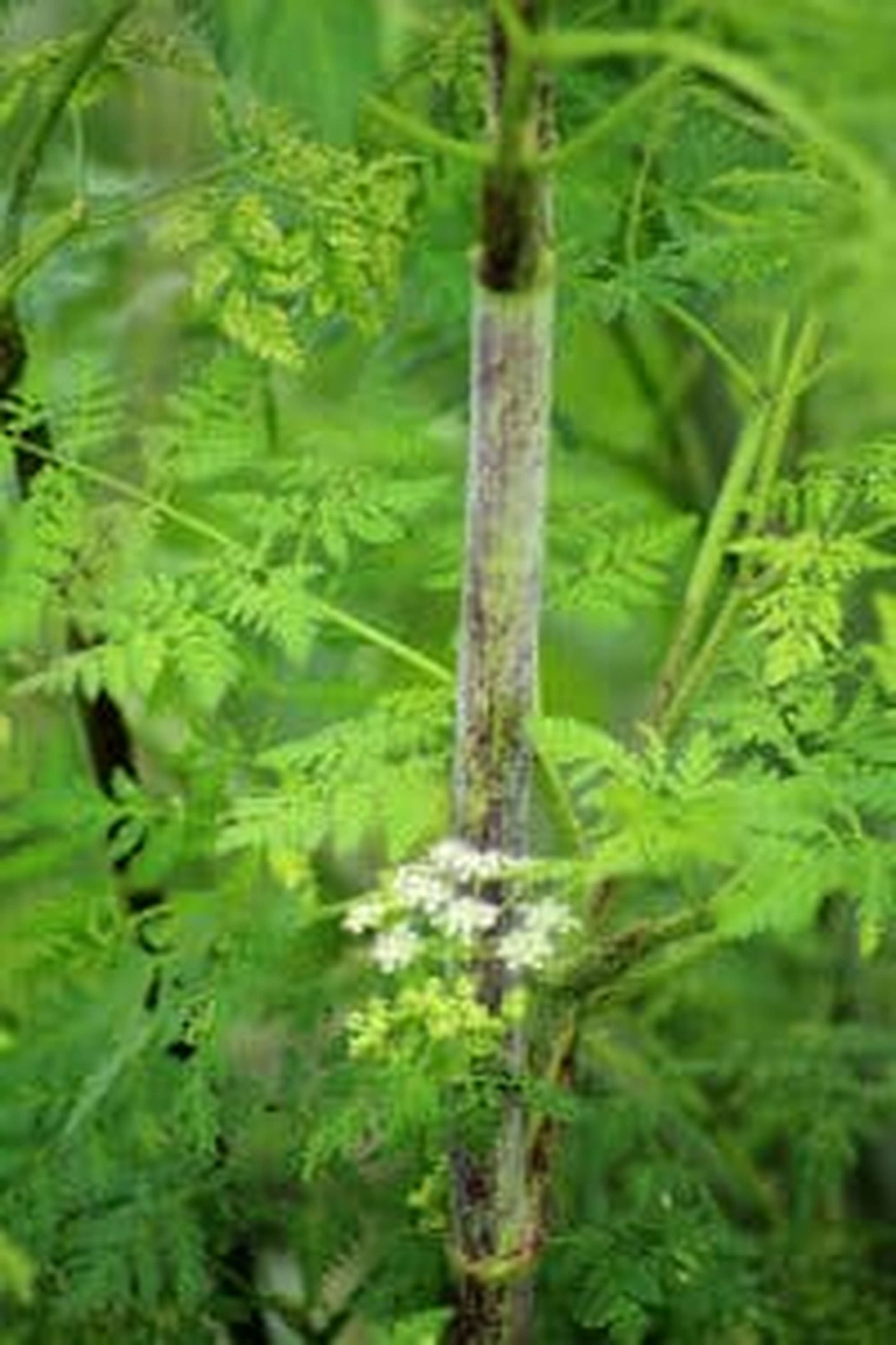 Der auffällig rotgefleckte Stiel ist neben dem beißenden Geruch ein wichtiges Unterscheidungsmerkmal.