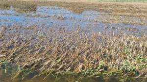 Überfluteter Bestand