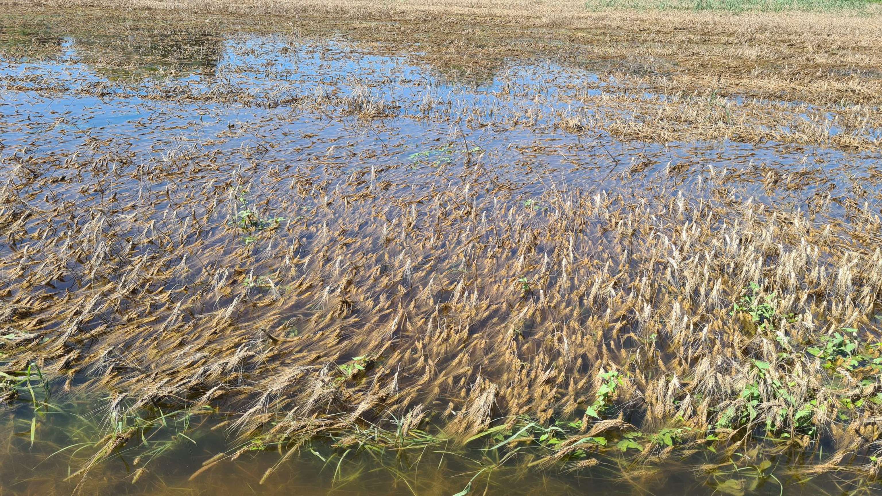 Überfluteter Bestand
