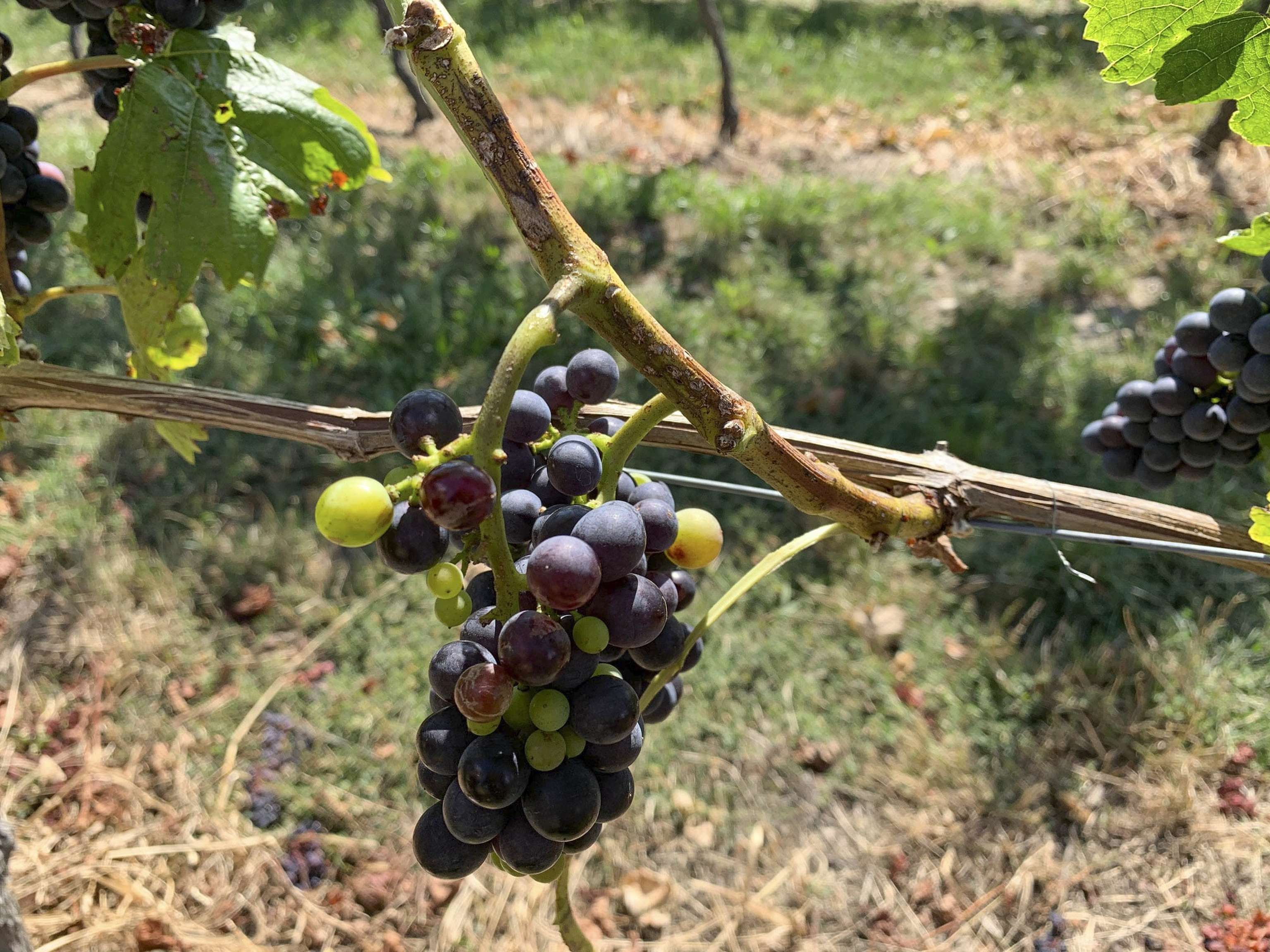 Lokalaugenschein: Schwere Unwetterschden Im Mittelburgenland