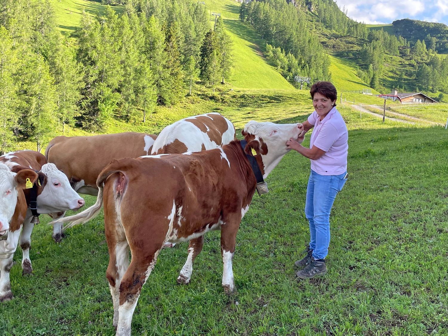 Kühe Foto Brunschmid