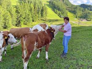 Kühe Foto Brunschmid