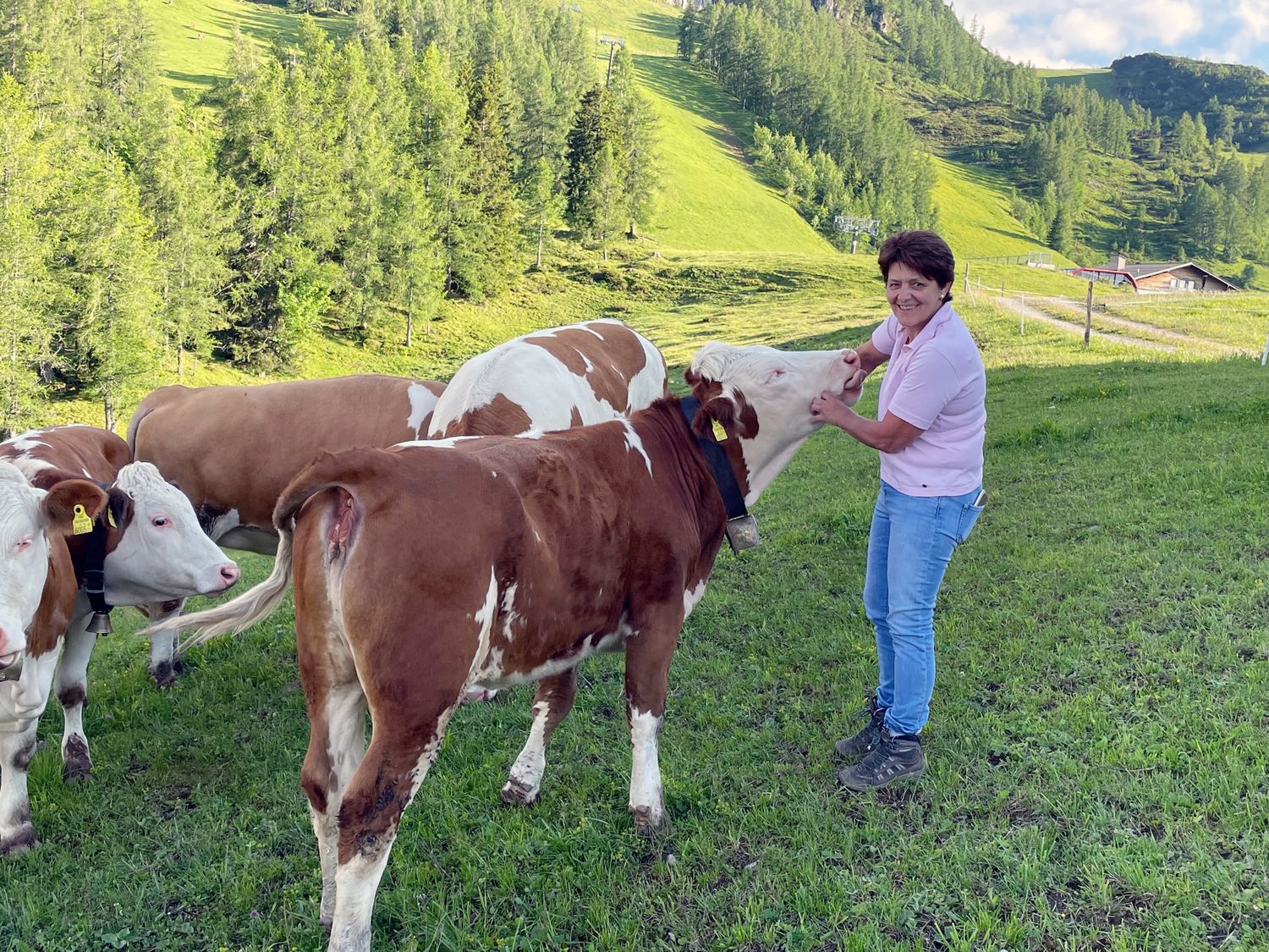 Nette Begrüßung: Das Jungvieh weidet auf der Kammerköralm.