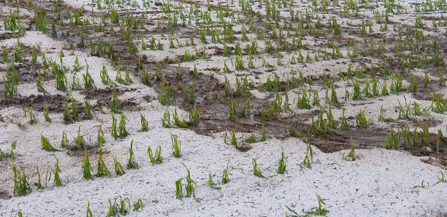 Hagelkörner mit einer Größe von bis zu zwei Zentimeter sind im Bezirk Grieskirchen niedergegangen und haben schwere Schäden an landwirtschaftlichen Kulturen verursacht.