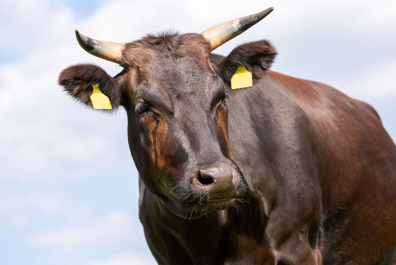 Wagyu Kuh auf Weide