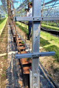 Die Unterkonstruktion der PV-Anlage ermöglicht auch die Beerenproduktion.