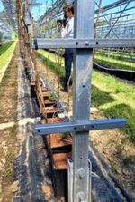 Die Unterkonstruktion der PV-Anlage ermöglicht auch die Beerenproduktion.