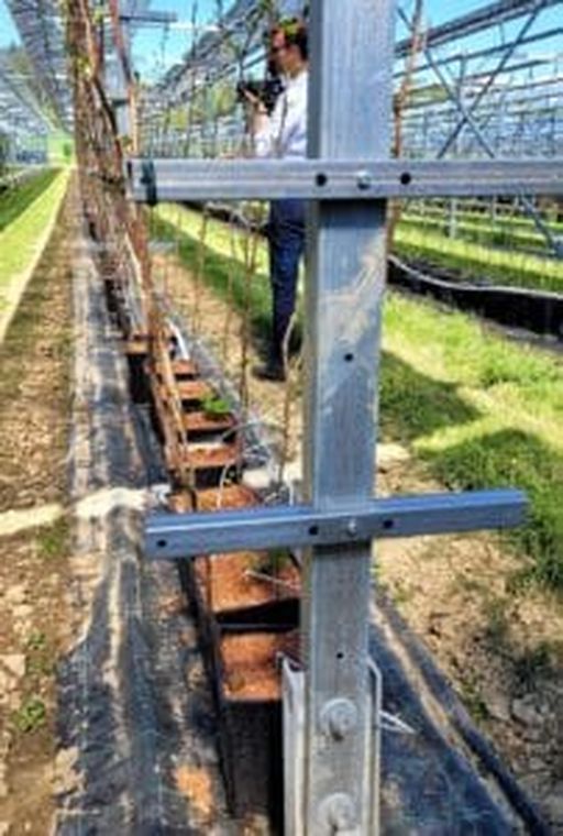 Die Unterkonstruktion der PV-Anlage ermöglicht auch die Beerenproduktion.