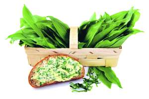 Basket Of Wild Garlic. Slice Of Bread With Garlic Butter