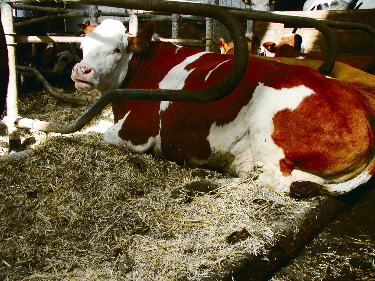 Der Einsatz von Stallkalk kann Krankheiten vorbeugen.