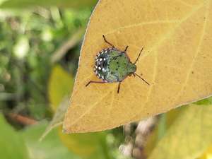 Erwachsene Reiswanze