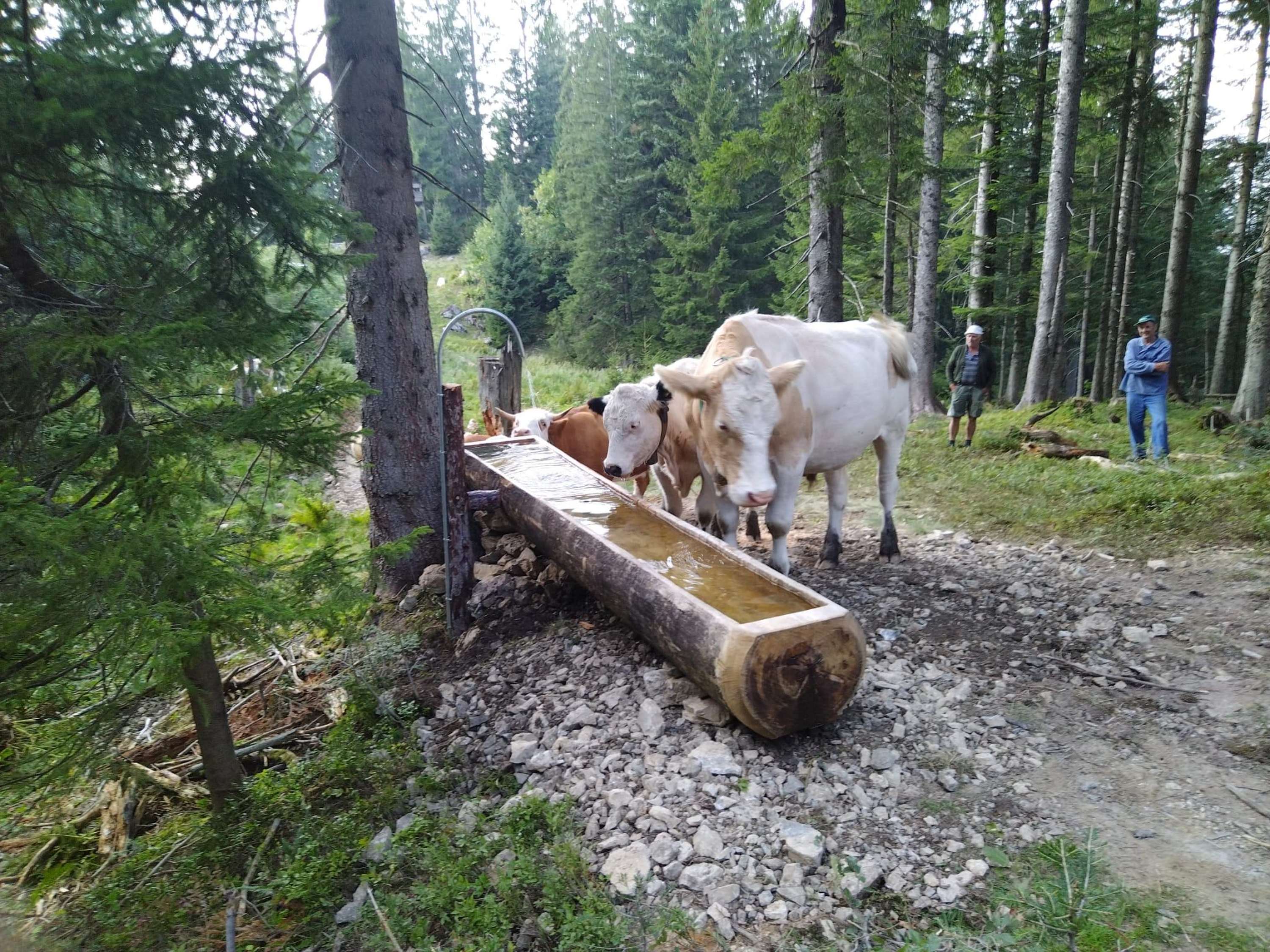 Rinder bei Viehtränke im Wald