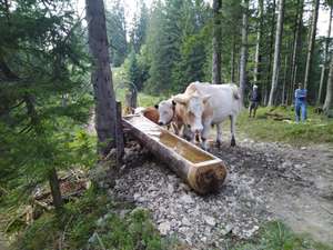 Rinder bei Viehtränke im Wald