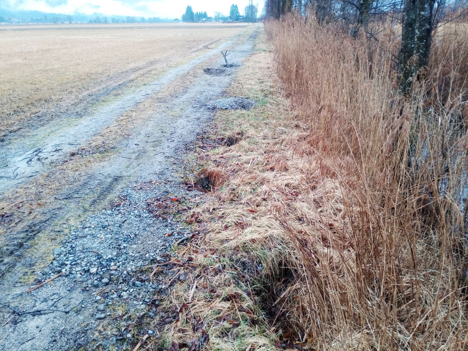 Untergrabungen von Bibern führen zu Schäden an Wegen entlang des Drau-Ufers. Bei Unfällen stelle sich die Haftungsfrage.
