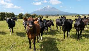Rinder in Neuseeland