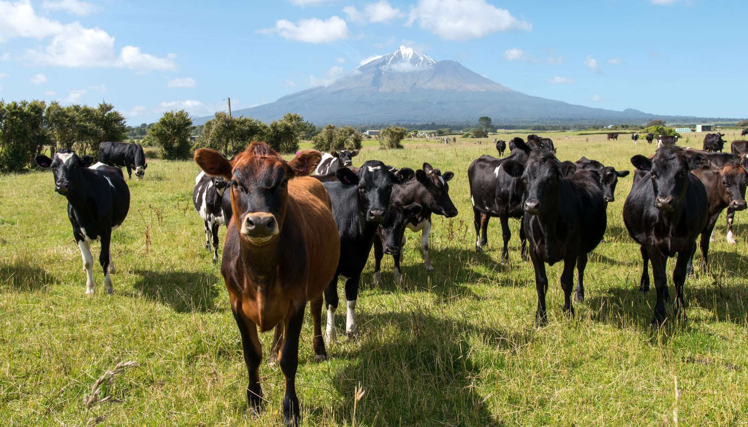 Rinder in Neuseeland