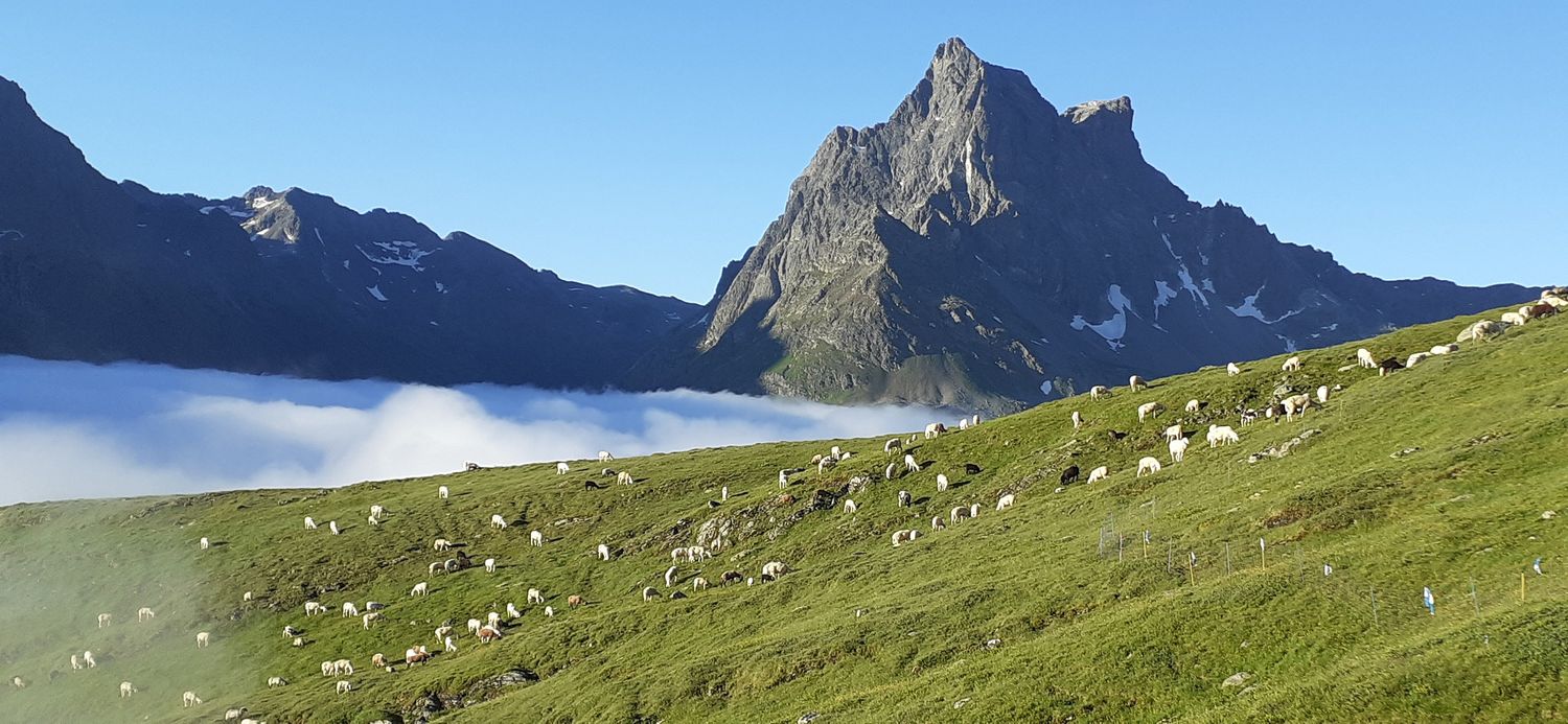 Heuer werden rund 220 Schafe auf die Verwall-Alm aufgetrieben.